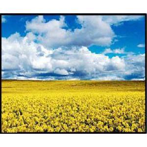 Image encadrée paysages sauvages - 40 x H 50 cm - Différents coloris