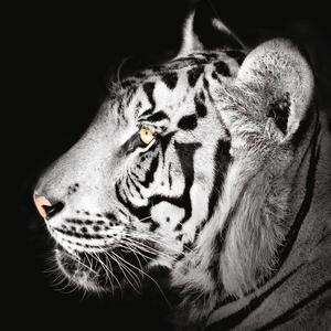 Cadre tigre - Verre - 30 x 30 cm - Noir et blanc