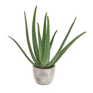 Pot Cactus - ø 11 x H 9 cm - MOOREA