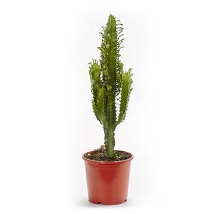 Cactus naturel - H 55/70 cm - Différents modèles