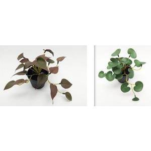 Plante tombante artificielle en pot - H 15 cm - Différents modèles - Vert