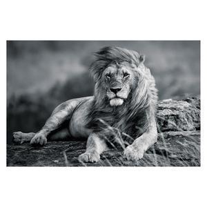 Toile imprimée Lion - L 120 x l 80 cm - Noir, blanc