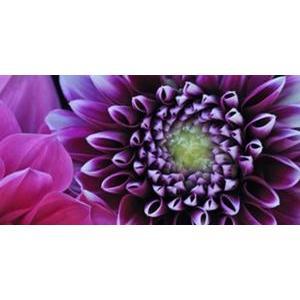 Image contrecollée Elégance florale - 50 x 100 cm