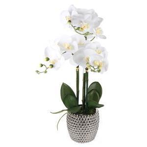3 orchidées en pot