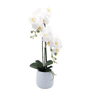 2 orchidées en pot - H 60 cm