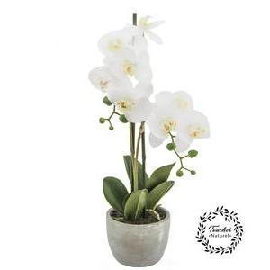 Orchidée fleurie 2 branches - H 56 cm - Blanc