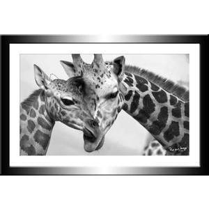 Tableau Girafes - 30 x 20 cm