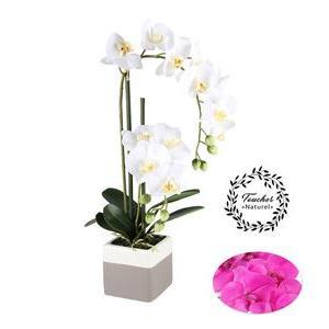 2 orchidées - Blanc, rose