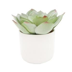 Succulente chou en pot céramique - H 17 cm - Vert