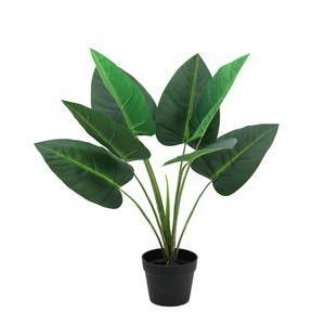 Plante d`Anthurium - H 70 cm - Vert