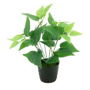 Plantes vertes en pot - H 30 cm - Vert