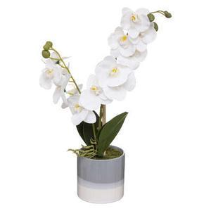 Orchidee pot crmq reactive h45
